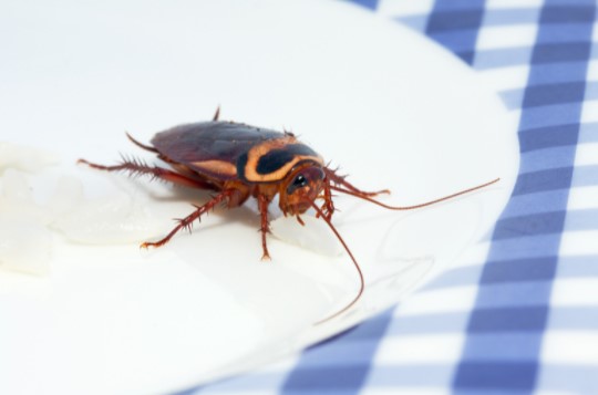 common household pests